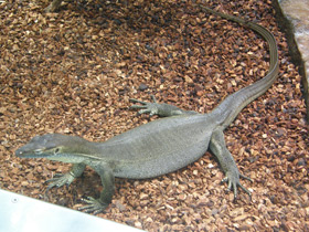 Фото Варан Мертенса