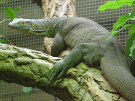 Фото Варан Мертенса