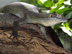 Фото Варан Мертенса