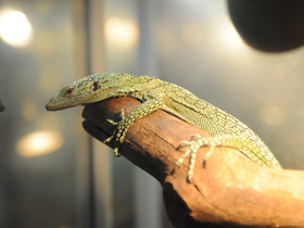 Фото Изумрудный варан