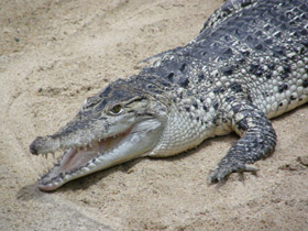 Фото Священные животные Древнего Египта.