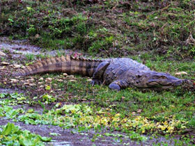 Смотреть фото Болотный крокодил Фото Болотный крокодил