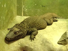 Смотреть фото Тупорылый крокодил Фото Тупорылый крокодил