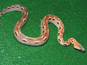 Фото Мадагаскарский удав