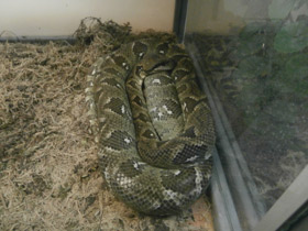 Фото Мадагаскарский удав