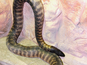 Фото Черноголовый питон