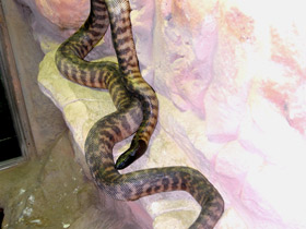 Фото Черноголовый питон