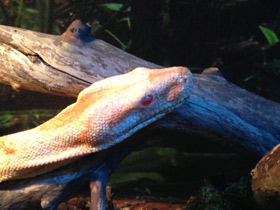 Фото Обыкновенный удав