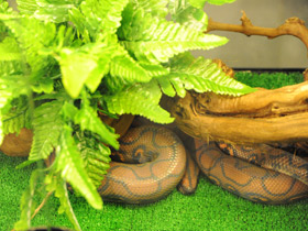 Смотреть фото Радужный удав Фото Радужный удав