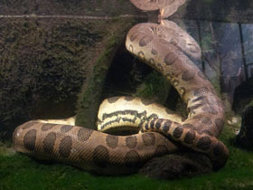 Фото Анаконда: речная матрона обнимает до смерти