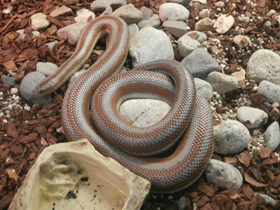 Смотреть фото Розовополосый удав Фото Розовополосый удав