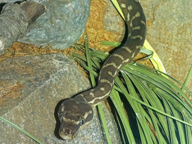 Смотреть фото Килеватый ромбический питон Фото Килеватый ромбический питон