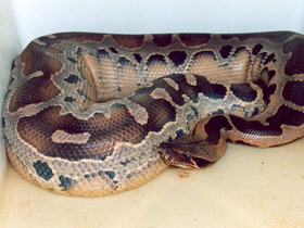 Фото Самые прожорливые животные