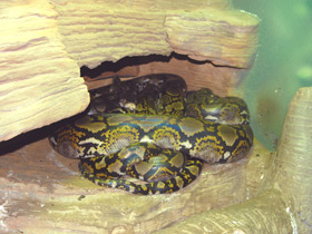 Фото Сетчатый питон