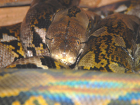 Фото Прожорливый питон