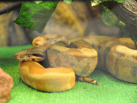 Фото Прожорливый питон