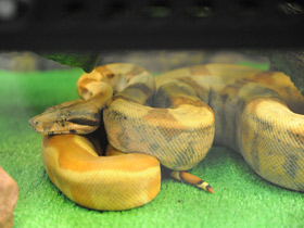 Фото Сетчатый питон