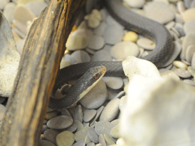 Фото Черный полоз-удав