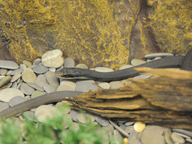 Фото Черный полоз-удав