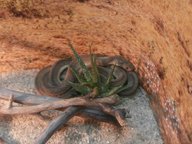 Фото Aфриканский яйцеед