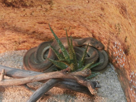 Фото Aфриканский яйцеед