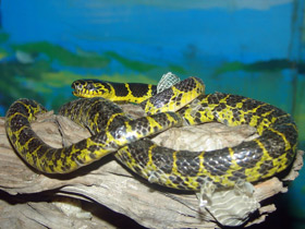 Фото Желтопоясный динодон