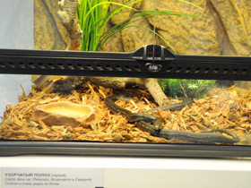 Фото Узорчатый полоз