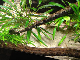 Смотреть фото Щупальценосная змея Фото Щупальценосная змея