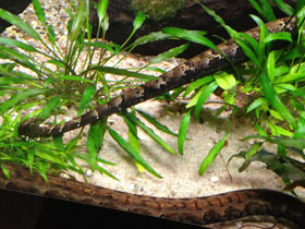 Смотреть фото Щупальценосная змея Фото Щупальценосная змея