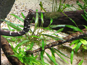 Смотреть фото Щупальценосная змея Фото Щупальценосная змея