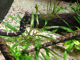 Смотреть фото Щупальценосная змея Фото Щупальценосная змея