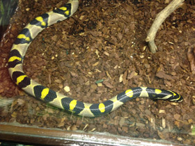 Смотреть фото Мандариновый полоз Фото Мандариновый полоз