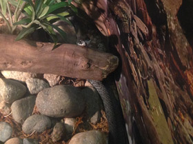 Фото Большеголовый уж