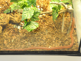 Фото Бамбуковый полоз Кокса