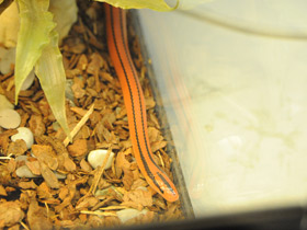 Фото Бамбуковый полоз Кокса