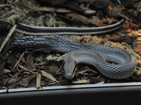 Фото Тонкохвостый полоз