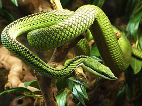 Смотреть фото Филодриас барона Фото Филодриас барона