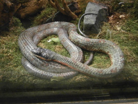 Смотреть фото Изменчивый псеустес Фото Изменчивый псеустес