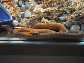 Смотреть фото Обыкновенный щитомордник Фото Обыкновенный щитомордник