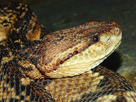 Смотреть фото Самые опасные змеи Фото Самые опасные змеи