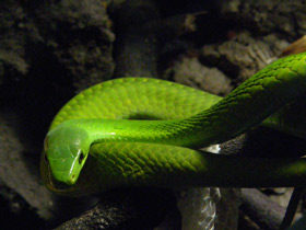Узкоголовая мамба Узкоголовая мамба