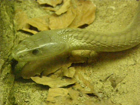 Смотреть фото Самые опасные животные для человека Фото Самые опасные животные для человека