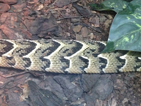 Смотреть фото Шумящая гадюка Фото Шумящая гадюка