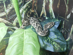 Смотреть фото Шумящая гадюка Фото Шумящая гадюка