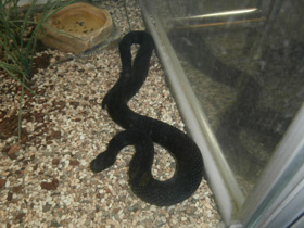 Фото Гадюка Казнакова