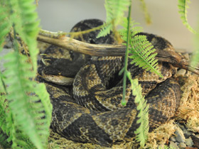 Смотреть фото Нуратинская гюрза Фото Нуратинская гюрза