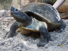 Фото Батагур