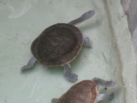 Фото Змеиношейная черепаха МакКорди