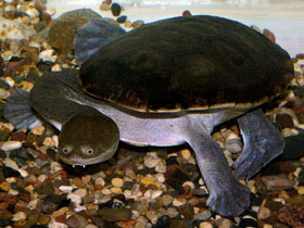 Фото Продолговатая змеиношеяя черепаха