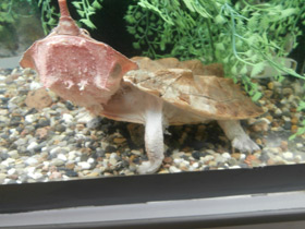 Смотреть фото Черепаха матамата Фото Черепаха матамата